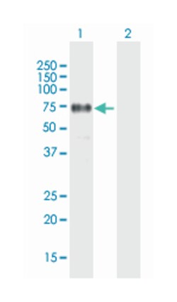 FRS2, Mouse, Polyclonal Antibody, Abnova 50&mu;L; Unlabeled:Antibodies,