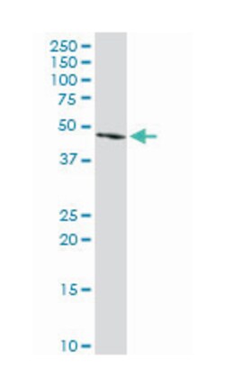 fibrinogen-like 2, Rabbit, Purified MaxPab Polyclonal Antibody, Abnova