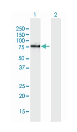ATP-binding cassette, sub-family F (GCN20), member 2, Mouse, Polyclonal