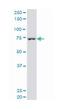 M-phase phosphoprotein 9, Mouse, Polyclonal Antibody, Abnova™