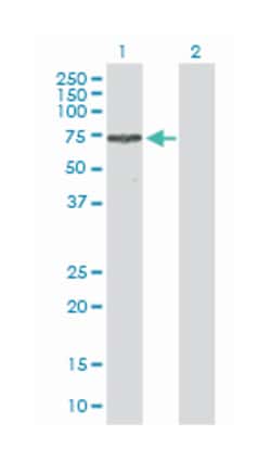 tripartite motif-containing 16, Rabbit, Purified MaxPab Polyclonal Antibody,
