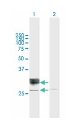 RND1, Mouse, Purified MaxPab&trade; Polyclonal Antibody, Abnova&trade;
