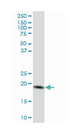mitochondrial protein 18kDa, Mouse, Purified MaxPab Polyclonal Antibody, Abnova 50 &mu;g | Buy Online | Abnova | Fisher Scientific