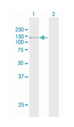 NOD2, Rabbit, Purified MaxPab Polyclonal Antibody, Abnova 100 &mu;g | Buy Online | Abnova Corporation | Fisher Scientific