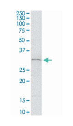 Src-like-adaptor 2, Rabbit, Purified MaxPab Polyclonal Antibody, Abnova