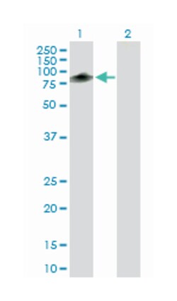 TRIM55, Mouse, Purified MaxPab Polyclonal Antibody, Abnova 50 &mu;g | Buy Online | Abnova Corporation | Fisher Scientific