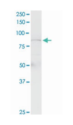phospholipase C, delta 4, Rabbit, Purified MaxPab Polyclonal Antibody,