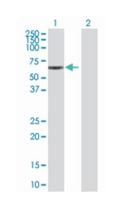 male-specific lethal 3 homolog (Drosophila), Mouse, Polyclonal Antibody,