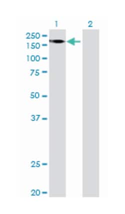 FERM and PDZ domain containing 1, Mouse, Purified MaxPab Polyclonal Antibody, Abnova 50 &mu;g | Buy Online | Abnova Corporation | Fisher Scientific