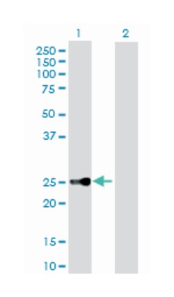 chromobox homolog 5 (HP1 alpha homolog, Drosophila), Rabbit, Purified MaxPab