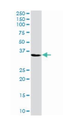 zinc finger protein 346, Rabbit, Purified MaxPab Polyclonal Antibody, Abnova