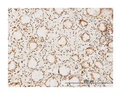 hairy/enhancer-of-split related with YRPW motif-like, Mouse, Clone: 1F6,