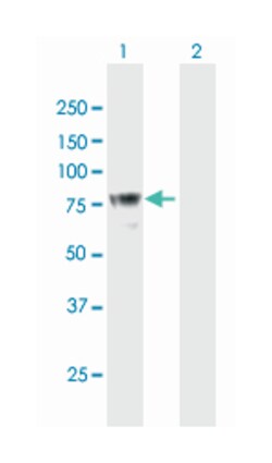 DEF6, Mouse, Polyclonal Antibody, Abnova 50 &mu;g | Buy Online | Abnova | Fisher Scientific