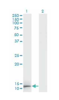 GAL, Mouse, Clone: 3C1-G5, Abnova 200&mu;L; Unlabeled:Antibodies, Monoclonal