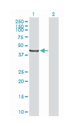 selenocysteine lyase, Mouse, Purified MaxPab Polyclonal Antibody, Abnova