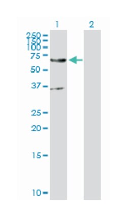 ER degradation enhancer, mannosidase alpha-like 2, Rabbit, Purified MaxPab Polyclonal Antibody, Abnova 100 &mu;g | Buy Online | Abnova | Fisher Scientific