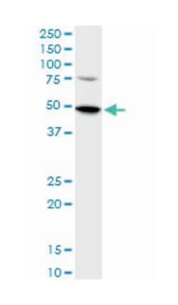 SET domain containing (lysine methyltransferase) 7, Mouse, Polyclonal Antibody,