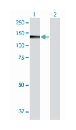 polyamine modulated factor 1 binding protein 1, Mouse, Polyclonal Antibody,