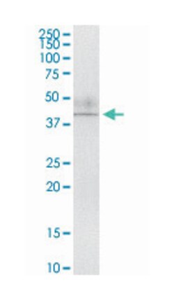 apoptosis-inducing factor, mitochondrion-associated, 2, Rabbit, Purified