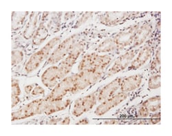 EAF1, Mouse, Purified MaxPab™ Polyclonal Antibody, Abnova™