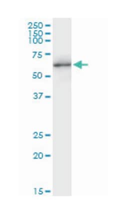 nucleoporin like 1, Mouse, Purified MaxPab Polyclonal Antibody, Abnova 50 &mu;g | Buy Online | Abnova | Fisher Scientific