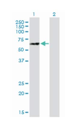 nucleoporin like 1, Mouse, Purified MaxPab Polyclonal Antibody, Abnova 50 &mu;g | Buy Online | Abnova | Fisher Scientific