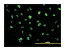 ZFHX1B, Mouse, Clone: 2D12, Abnova 100&mu;g; Unlabeled:Antibodies, Monoclonal