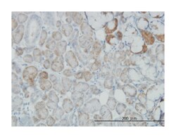 oxidative-stress responsive 1, Mouse, Clone: 3A8, Abnova 100&mu;g; Unlabeled:Antibodies,