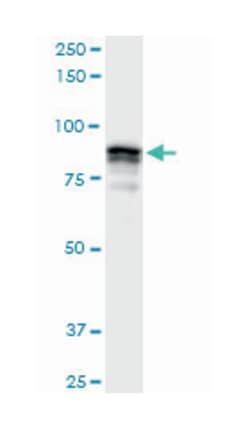 golgi autoantigen, golgin subfamily a, 5, Rabbit, Purified MaxPab Polyclonal