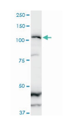 zinc finger E-box binding homeobox 2, Mouse, Clone: 2H5, Abnova 100&mu;g;