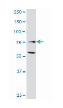 ZFHX1B, Mouse, Clone: 2D12, Abnova 100&mu;g; Unlabeled:Antibodies, Monoclonal