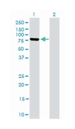 MFN2, Mouse, Clone: 4H8, Abnova 50&mu;g; Unlabeled:Antibodies, Monoclonal