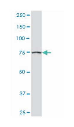 golgi autoantigen, golgin subfamily a, 5, Rabbit, Purified MaxPab Polyclonal