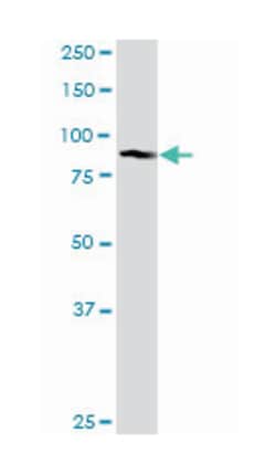 golgi autoantigen, golgin subfamily a, 5, Rabbit, Purified MaxPab Polyclonal