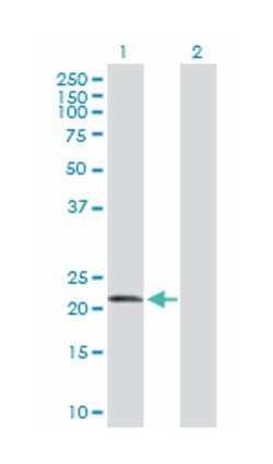 FGF19, Rabbit, Purified MaxPab Polyclonal Antibody, Abnova 100&mu;g; Unlabeled:Antibodies,