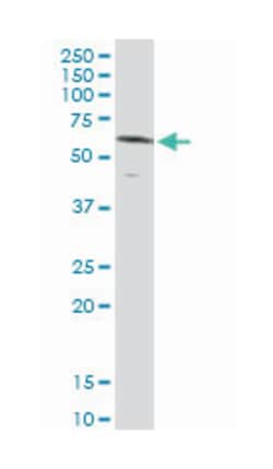 nuclear receptor subfamily 1, group D, member 2, Rabbit, Purified MaxPab