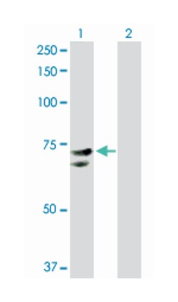nuclear receptor subfamily 1, group D, member 2, Rabbit, Purified MaxPab