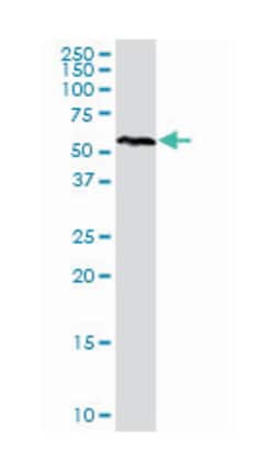 nuclear receptor subfamily 1, group D, member 2, Rabbit, Purified MaxPab