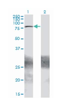 ZBTB33, Mouse, Clone: 2B2, Abnova 200&mu;L; Unlabeled:Antibodies, Monoclonal