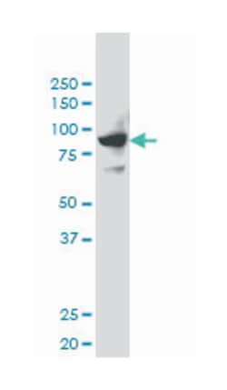 SH2D3C, Mouse, Clone: 3B2, Abnova 200&mu;L; Unlabeled:Antibodies, Monoclonal