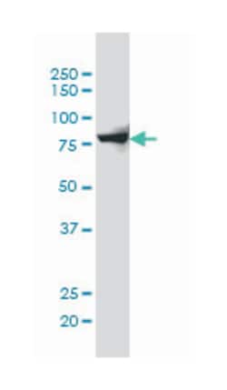 SH2 domain containing 3C, Mouse, Clone: 3C5, Abnova 100&mu;g; Unlabeled:Antibodies,