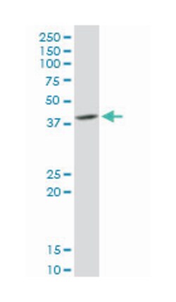 DnaJ (Hsp40) homolog, subfamily B, member 6, Rabbit, Purified MaxPab Polyclonal Antibody, Abnova 100 &mu;g | Buy Online | Abnova Corporation | Fisher Scientific