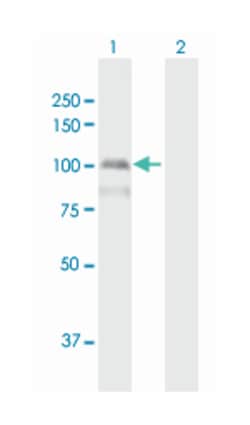 programmed cell death 6 interacting protein, Mouse, Polyclonal Antibody,