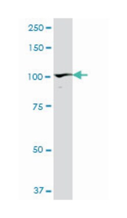 programmed cell death 6 interacting protein, Mouse, Polyclonal Antibody,