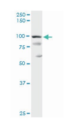 programmed cell death 6 interacting protein, Rabbit, Purified MaxPab Polyclonal
