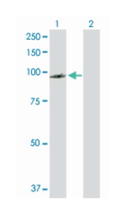 programmed cell death 6 interacting protein, Rabbit, Purified MaxPab Polyclonal