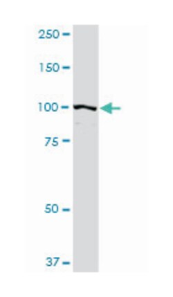 programmed cell death 6 interacting protein, Rabbit, Purified MaxPab Polyclonal