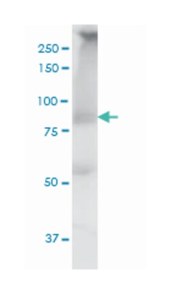 mediator complex subunit 16, Mouse, Clone: 2B7, Abnova 100&mu;g; Unlabeled:Antibodies,