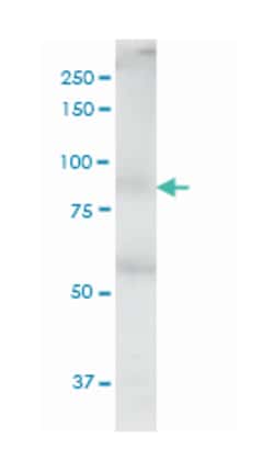 mediator complex subunit 16, Mouse, Clone: 2B7, Abnova 100&mu;g; Unlabeled:Antibodies,