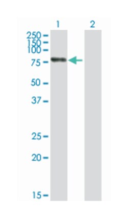 RNA binding motif protein 6, Mouse, Purified MaxPab Polyclonal Antibody,